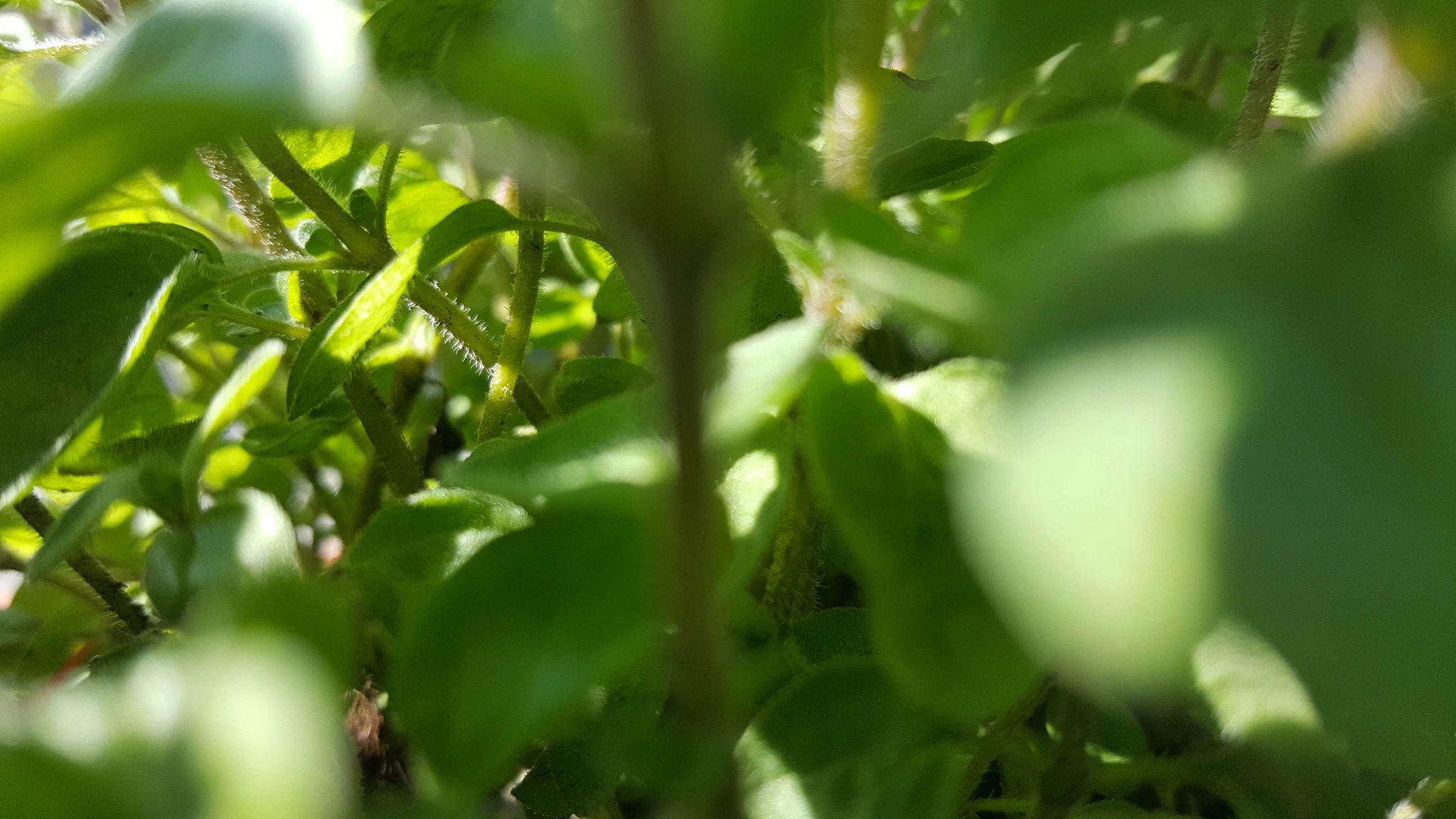 Spirementet - grønne oreganospirer