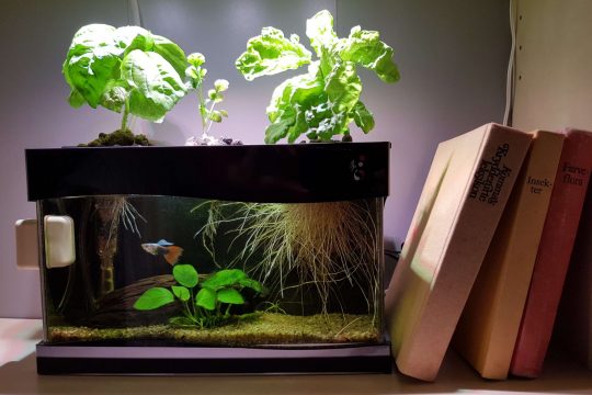 Aquaponics