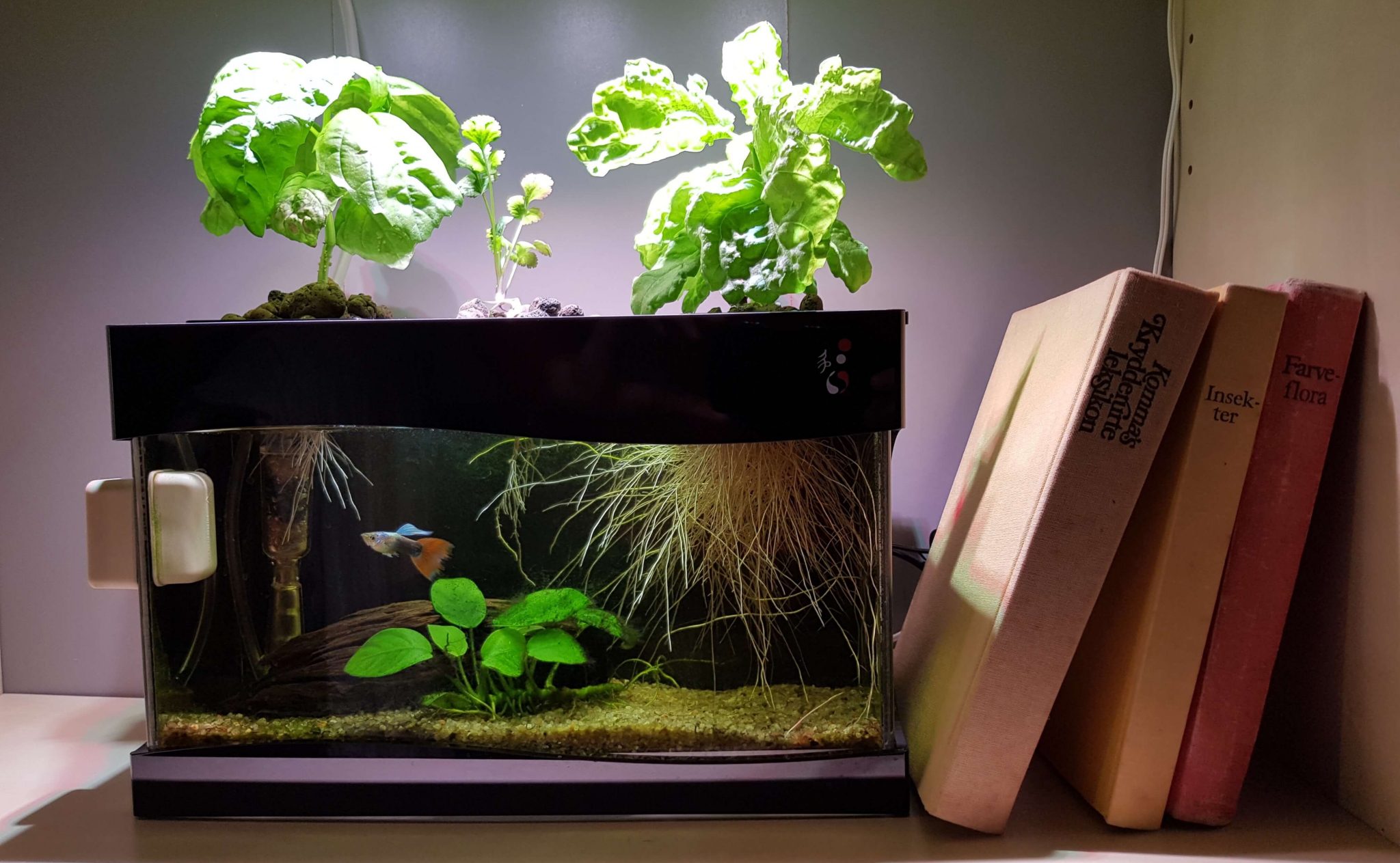 Aquaponics