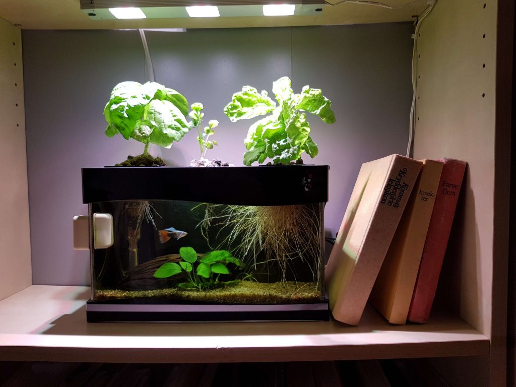 med aquaponics - af krydderurter akvarievand - Spirementet